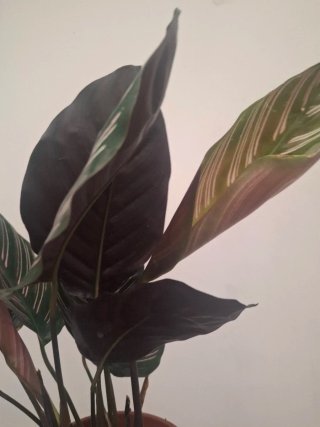 Calathea ornata Sanderiana planta