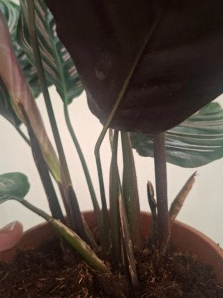 Calathea ornata Sanderiana planta