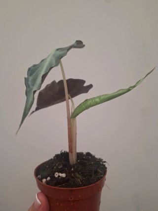 Alocasia Venom planta