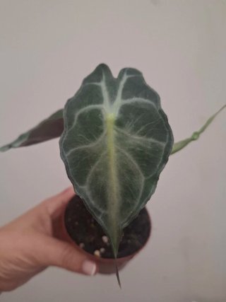 Alocasia Venom planta