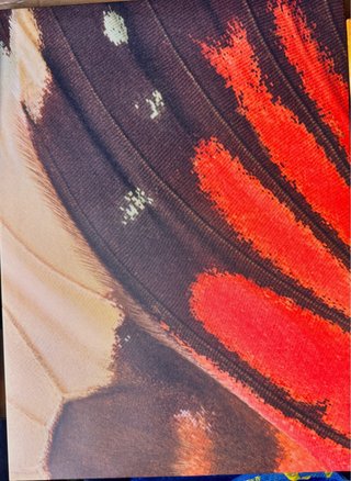 Cuadros Decorativos Mariposa Tela