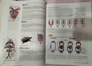 Biología y Geología, 1 Bachillerato