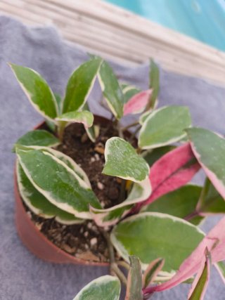 Hoya Carnosa Tricolor Flamingo Dreams
