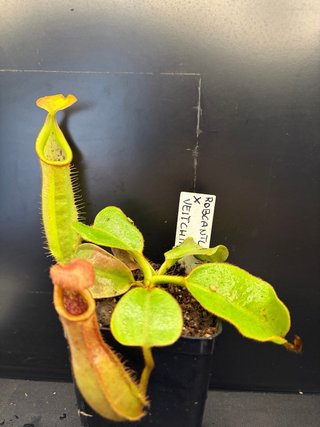 Pacchetto di nepenthes