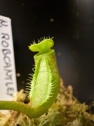 Pacchetto di nepenthes