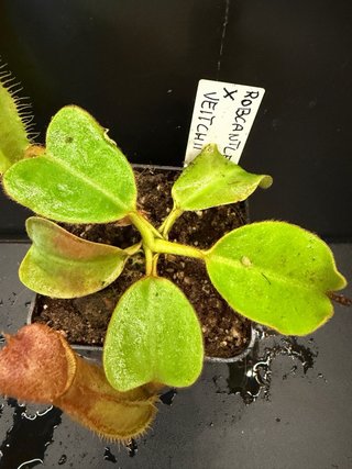 Pacchetto di nepenthes