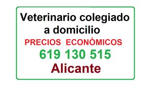 Veterinario