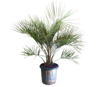 Palma Butia Capitata in vaso