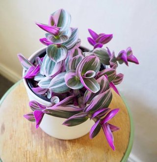 Tradescantia Nanouk Grande