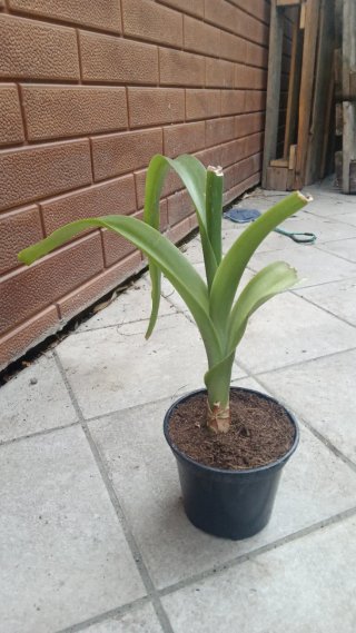 Pianta di Albuca Bracteaca
