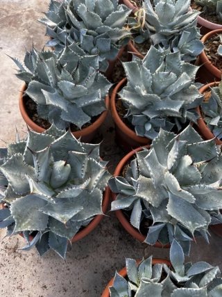 Agave Pygmaea