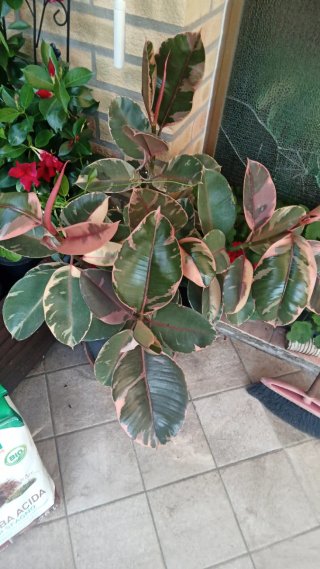 Pianta di Ficus Tineke