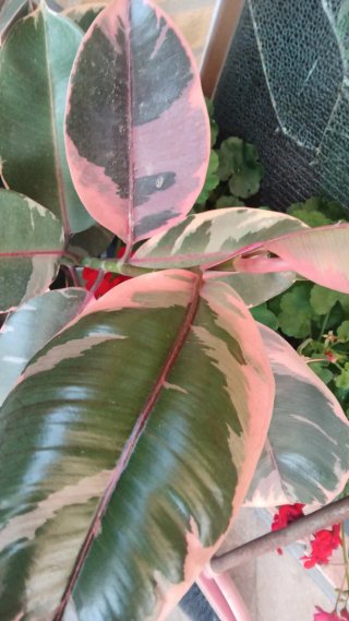 Pianta di Ficus Tineke