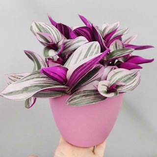 Tradescantia Nanouk Pianta in Vaso Rosa
