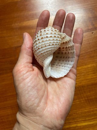 Set 3 conchiglie Vietnam