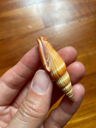 Set 3 conchiglie Vietnam