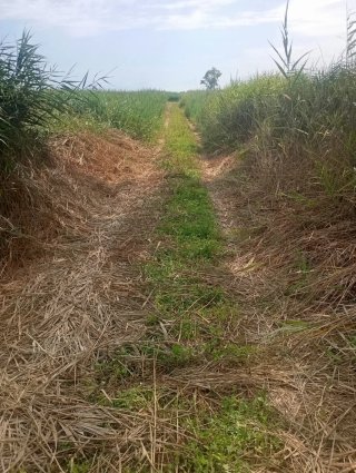 Terreno en la marjal