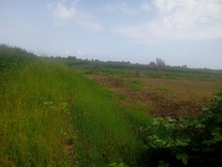 Terreno en la marjal