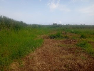Terreno en la marjal