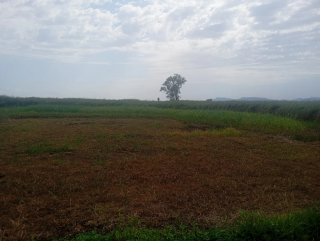 Terreno en la marjal