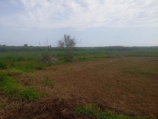 Terreno en la marjal