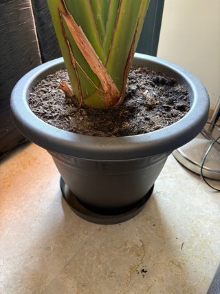 2 Plantas con maceta grande