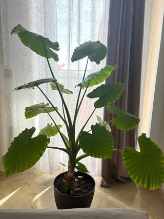 2 Plantas con maceta grande
