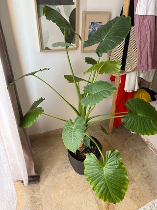 2 Plantas con maceta grande