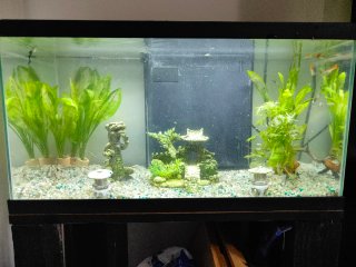 Acquario 60 litri con accessori