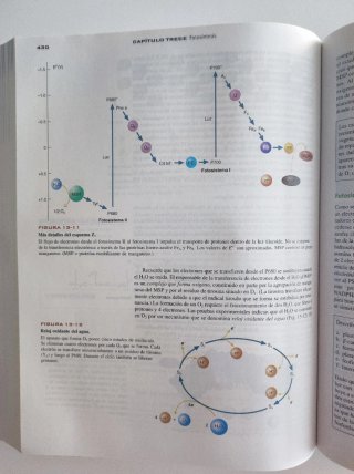 Bioquímica la base molecular de la vida