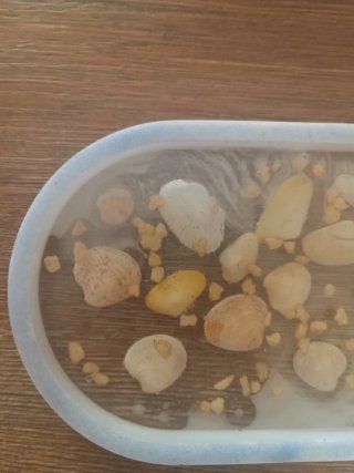 Mini vassoio svuota tasche con conchiglie