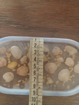 Mini vassoio svuota tasche con conchiglie