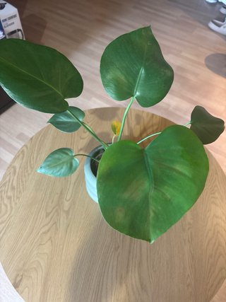 Monstera con maceta decorativa
