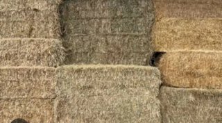 Alpacas de forraje