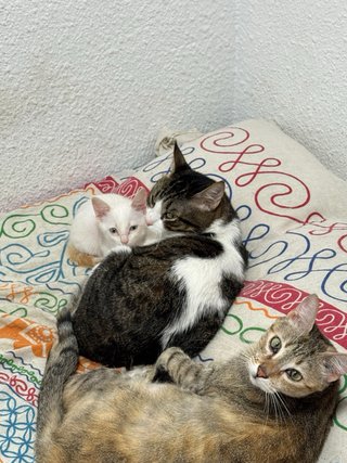 Cuidado de animales