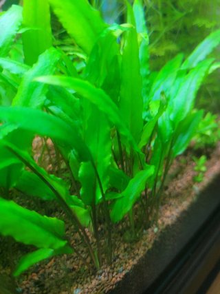 Cryptocoryne Wendtii Green. Planta de acuario