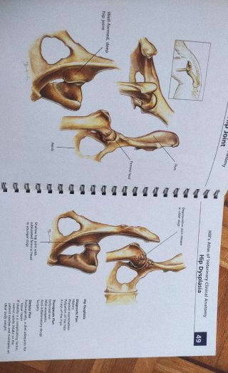 Hill's Atlas of Veterinary Clinical Anatomy