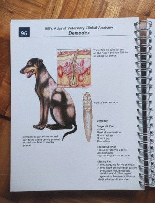 Hill's Atlas of Veterinary Clinical Anatomy