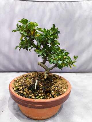 Bonsái Chaenomeles var. Chojubai