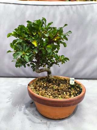 Bonsái Chaenomeles var. Chojubai