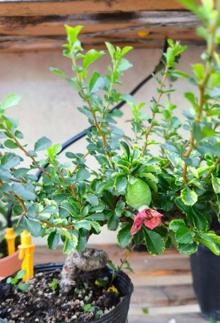 Bonsái Chaenomeles var. Chojubai