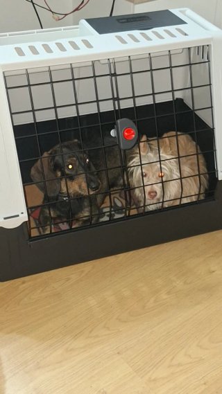 Transportín perro