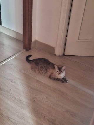 Cuidadora de mascotas en La Carpetana L6