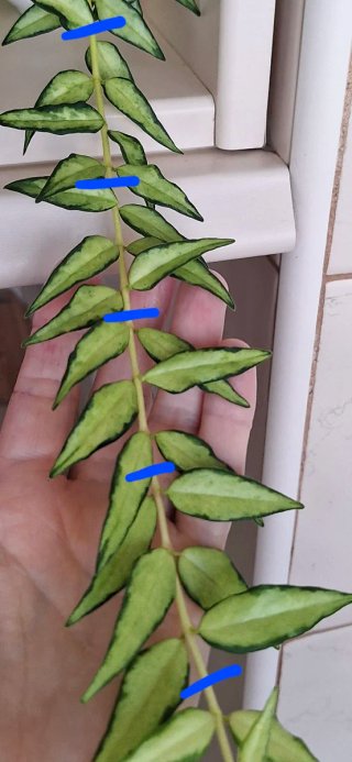 Hoya Bella Variegada CORTE