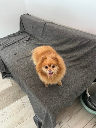 Cuidador de Perros