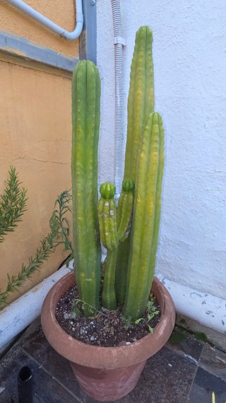 Cactus grande en maceta
