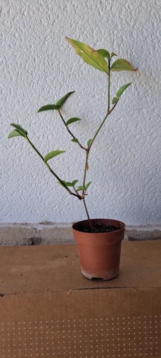 Planta Commelina