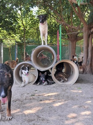 Residencia y guardería canina