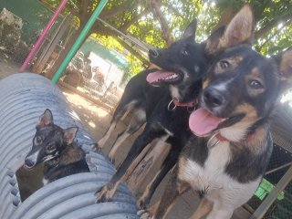 Residencia y guardería canina