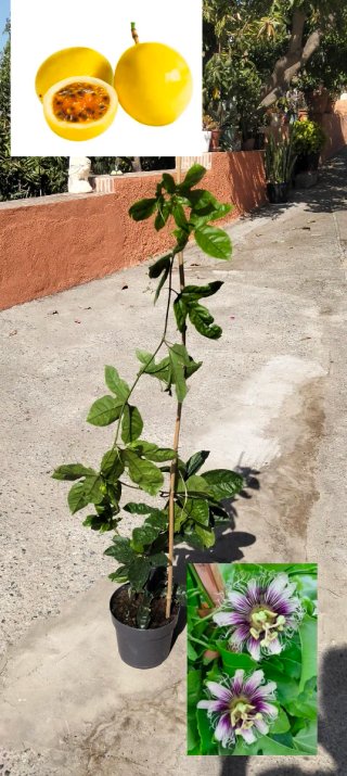Planta de Maracuyá (Fruta de la Pasión)